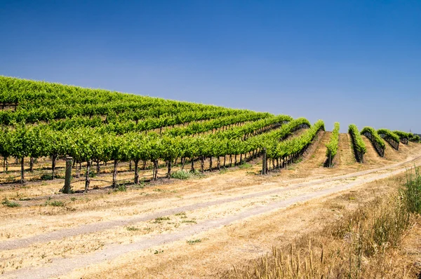 Hillside of Grapevines — Stock Photo, Image