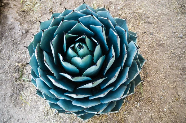 Groene cactus cirkel — Stockfoto