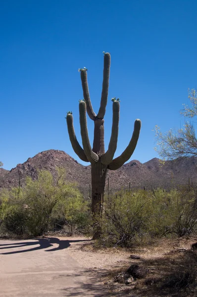 Έξι ένοπλες saguaro — Φωτογραφία Αρχείου