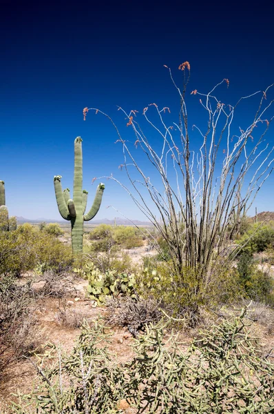 Saguaro-Landschaft — Stockfoto