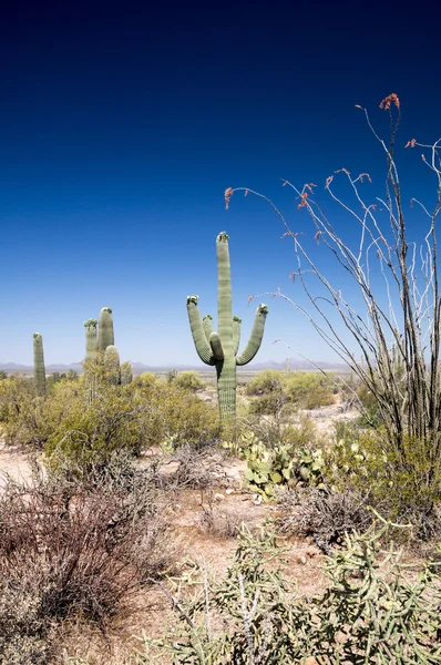 砂漠の植物相 — ストック写真