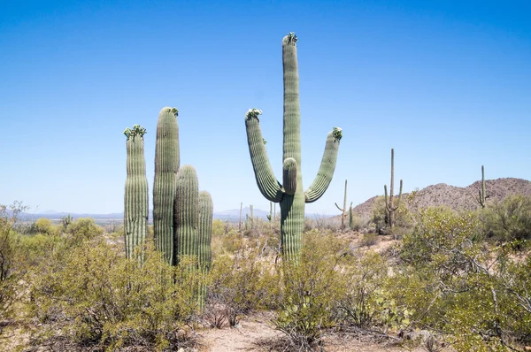 Blommande saguaro — Stockfoto