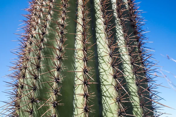 Saguaro espigado — Foto de Stock