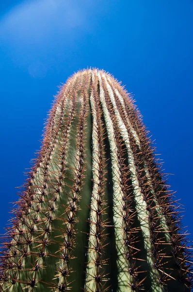 Alto Saguaro — Foto de Stock