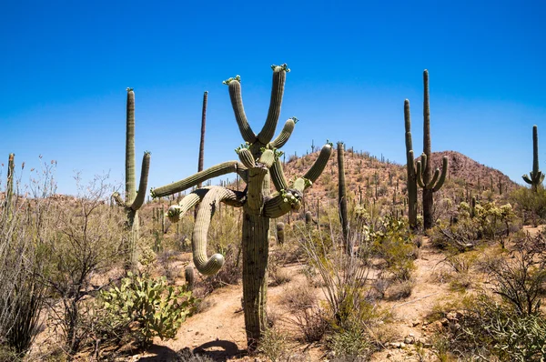 Tvinnade Saguaro — Stockfoto