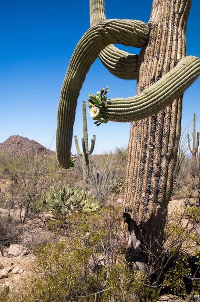 Dettagli del deserto — Foto Stock