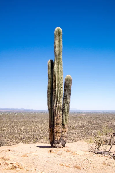 Saguaro τοπίο του εθνικού πάρκου — Φωτογραφία Αρχείου