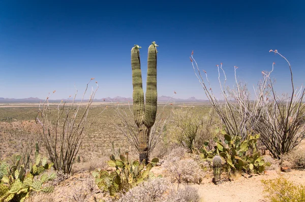 Vista do deserto de sonora — Fotografia de Stock