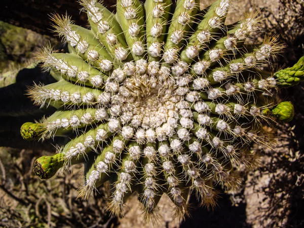 Detalles del cactus — Foto de Stock