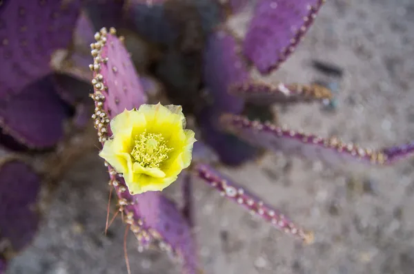 Желтый цветок на фиолетовом кактусе — стоковое фото