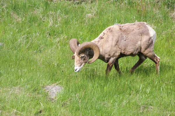 Einsames Dickhornschaf — Stockfoto