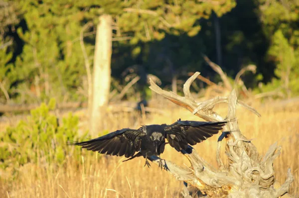 Raven Landing — Stock Photo, Image