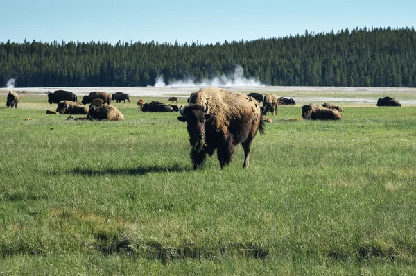 Yellowstone'da otlatma bison — Stok fotoğraf