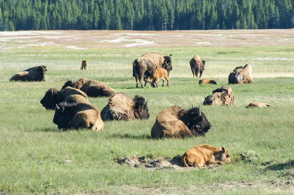 Nyfödda bison i yellowstone — Stockfoto