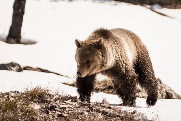 Grizzly bear tenen door de sneeuw — Stockfoto