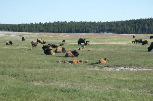 黄石国家公园里休息的小野牛 — 图库照片