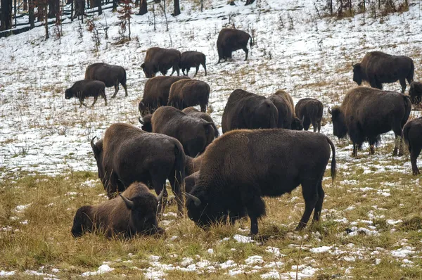 Bisonte nella neve — Foto Stock