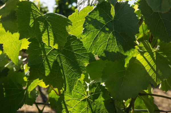 Hojas de uva — Foto de Stock