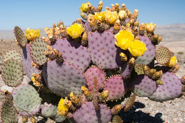 Cacti with yellow flowers — Stock Photo, Image