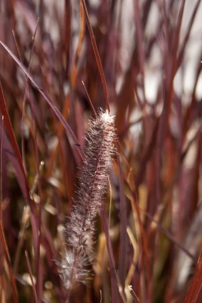 Wild Grasses — Stock Photo, Image