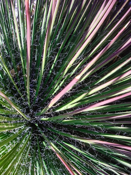 Krøllet kaktus - Stock-foto