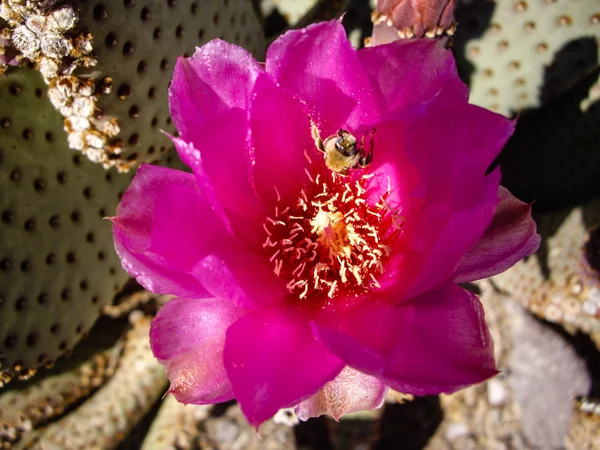 Пчела на розовом кактусе — стоковое фото
