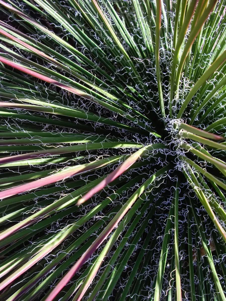 Taggiga kaktusar — Stockfoto