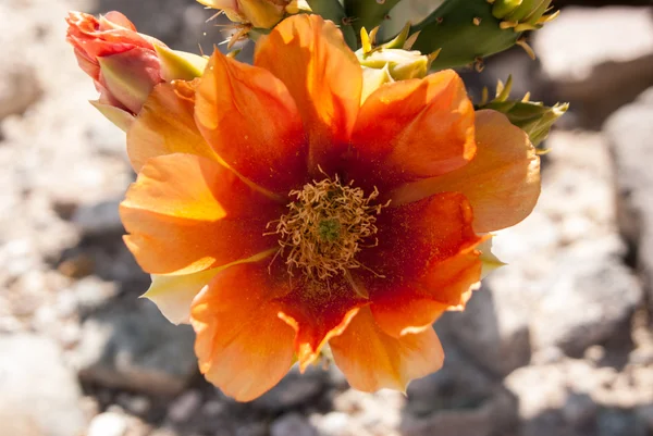 Цветок кактуса подсвеченный солнечным светом — стоковое фото