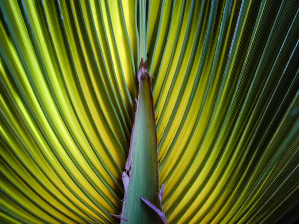 Fan palm med solljus — Stockfoto