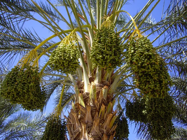 Ripe dates on palm tree — Stock Photo, Image