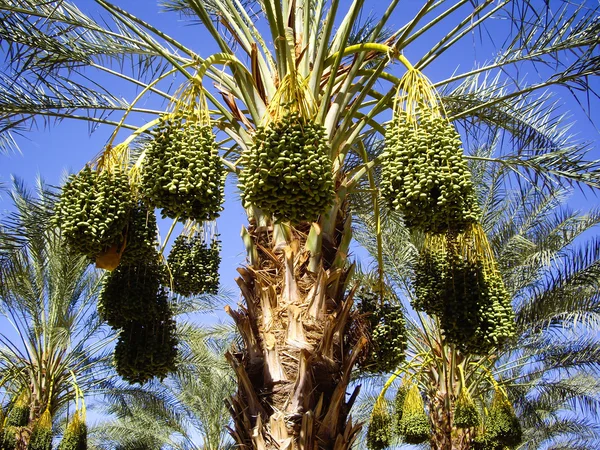 Dates ripening on the palm trees — Stock Photo, Image