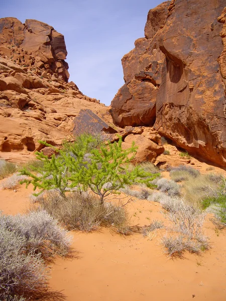 Valley of Fire flora — Stock Photo, Image