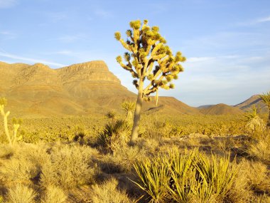 Geçen joshua ağaçlar üzerinde sıcak güneş ışınlarının