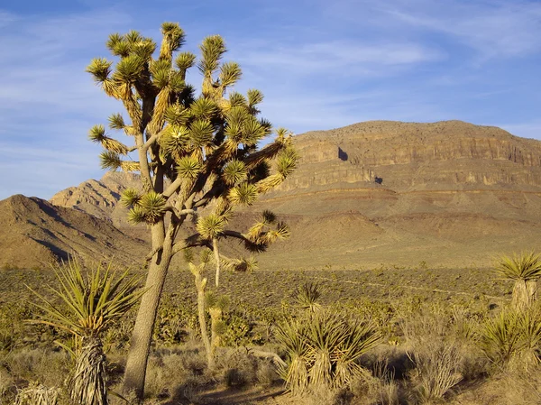 Woestijn joshua tree en yucca — Stockfoto