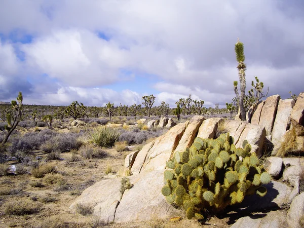 Foresta di Joshua Tree — Foto Stock