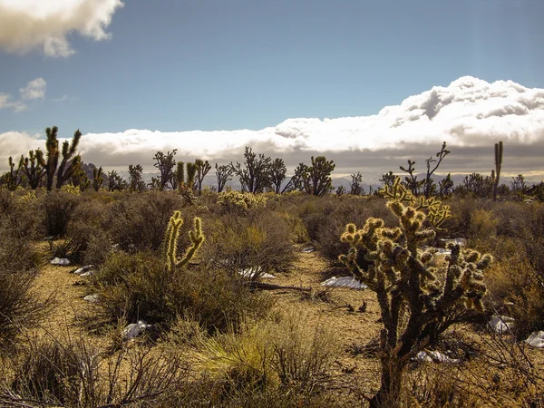 Tempête dans le désert de Mojave — Photo