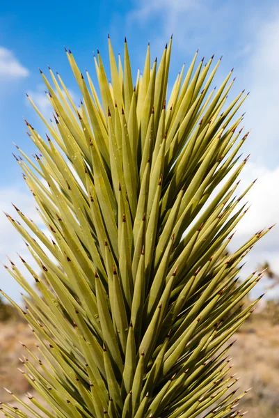 Yucca Plant — Stock Photo, Image