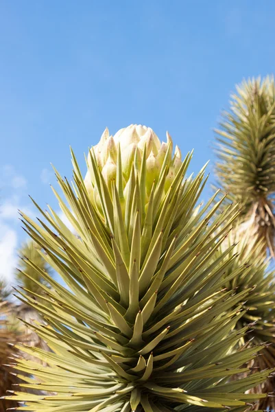 Fleur de yucca — Photo
