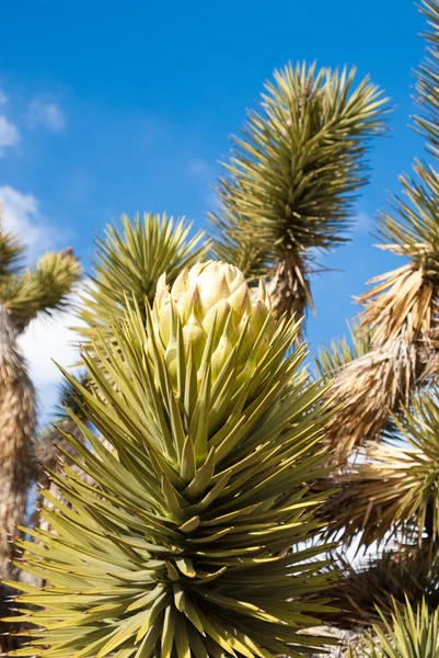 Yucca em flor — Fotografia de Stock