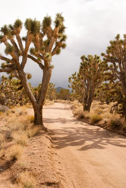 Joshua tree forest on stormy day — Stock Photo, Image