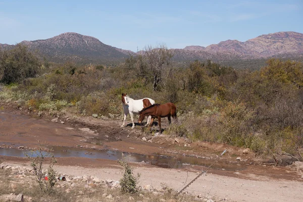Dois cavalos selvagens no Deserto de Sonora — Fotografia de Stock