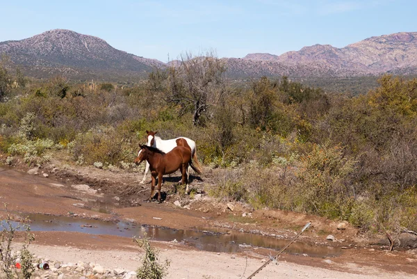 Két sivatagi lovak — Stock Fotó