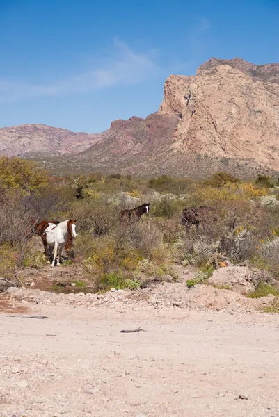Wildpferde in der bergigen Wüste — Stockfoto