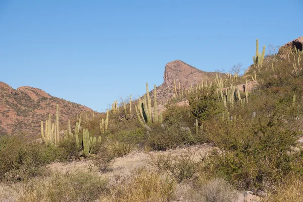 Mexican Organpipe cactus — Stock Photo, Image