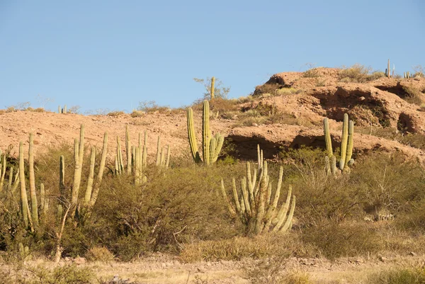 Colina de Cactus Organpipe — Foto de Stock