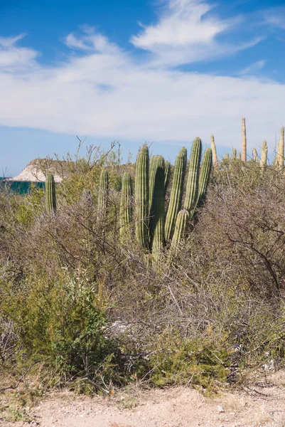 Organpipe κάκτων σε sonora παράκτια έρημο Μεξικό — Φωτογραφία Αρχείου