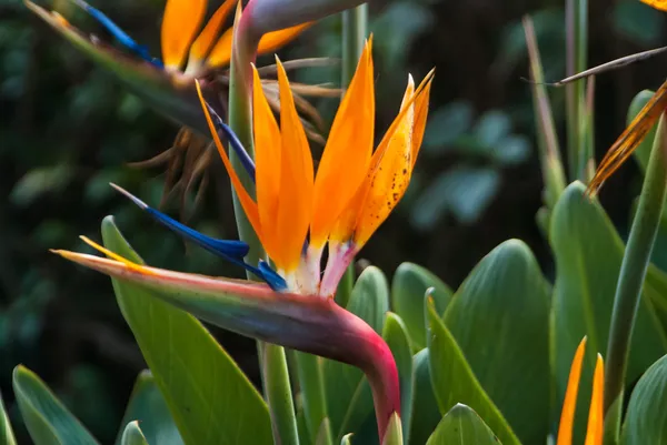 Cennet kuşu çiçeği.