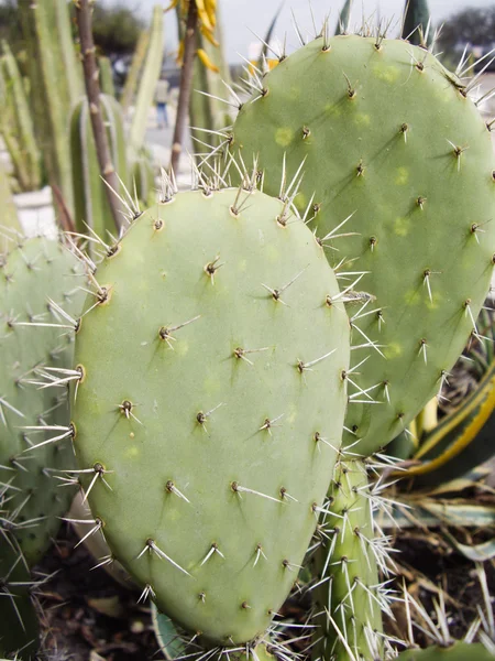 Espinas sobre Cactus — Foto de Stock