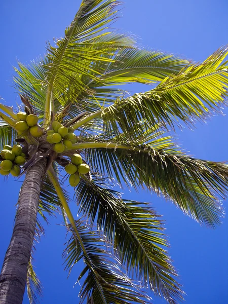 Coconut Tree — Stock Photo, Image