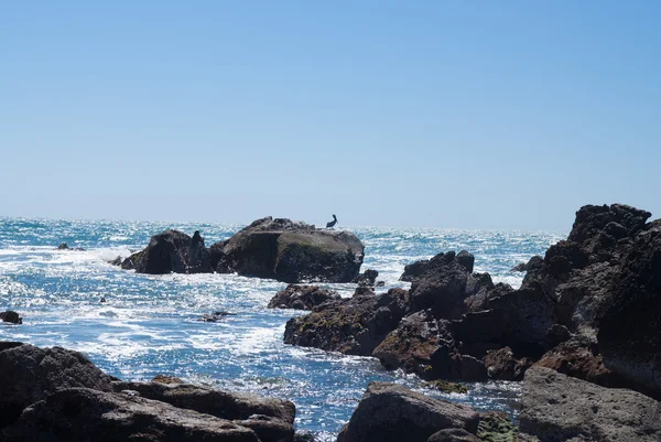 Pelikaan op rotsachtige kust van Mexico — Stockfoto